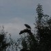 mini-IMG_1304